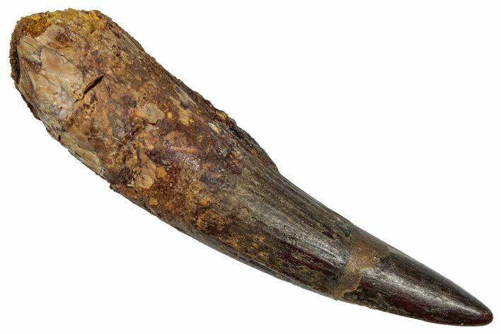 Fossil Spinosaurus Tooth - Real Dinosaur Tooth #345467